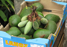 "Fruta de la pasión "banana shape"