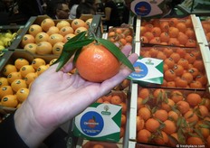 CLEMENSOON debe su nombre a que es una variedad extra temprana, ya que su cosecha empieza la primera semana de septiembre. El éxito en su año de prueba ha sido tal que ya hay 25 compañías produciéndola. Anecoop posee la patente de esta variedad mutada de la ORONULES.