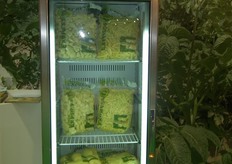 Este nuevo producto envasado se trata de una patata lavada, pelada y presentada con 11 cortes distintos, en función de su uso culinario: freír, asar, guisar, ensaladilla, tortilla, bravas, guarnición y otros. Se presenta en formatos de 2 a 5 kilos , con una caducidad de hasta 10 días.