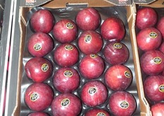 PLUOT