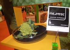 Coliflor ROMANESCO PIRAMIDE, desarrollada por Bejo Ibérica.