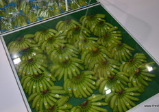 Buen uso del suelo en BanaBay.