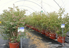 Plantas de las variedades Suziblue y Star