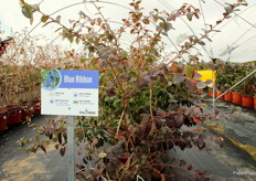 Variedad de arándano Blue Ribbon