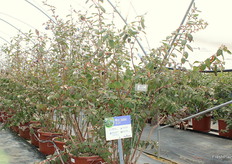 Variedad Miss Jackie