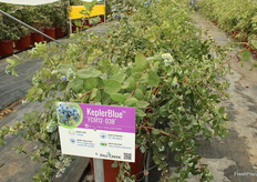 KeplerBlue, del programa Collection