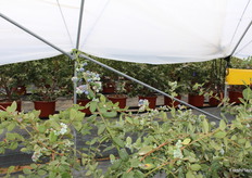 La variedad KeplerBlue mejora sensiblemente los datos de rendimiento de las variedades más tradicionales: mientras hasta la fecha la media de producción de Ventura es de unos 200 g, la de KeplerBlue supera los 550 g