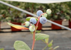 Arándanos KeplerBlue, del programa Collection