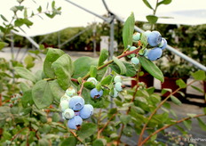 Arándanos OlympusBlue, del programa Collection