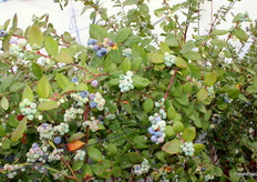 En la cata, OlympusBlue fue calificada muy positivamente