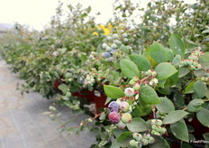 AzraBlue, una variedad temprana con muy bajo requerimiento de frío, fue la más valorada en la cata y sorprendió a los asistentes en la visita a los invernaderos