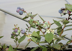 Arándanos de la variedad AzraBlue