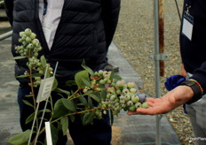 La productividad de la variedad AzraBlue fue muy comentada en la visita