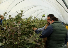 Ricardo Figueiras y Roberto Parra, de Pasion Berries, examinando la variedad AzraBlue