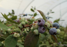 Otra de las variedades que atrajo gran atención por su tamaño y apariencia – y sabor, ya que pudimos probar el arándano de las propias plantas – fue AtlasBlue