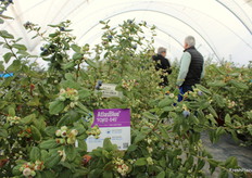 Gerardo Gómez y Cristóbal candel, de Frutas Esther, observando los arándanos de la variedad AtlasBlue