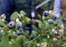 Arándanos de la variedad AtlasBlue