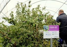 La otra gran ganadora en la cata fue la variedad FCM 14-057