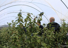 Arándanos de la variedad FCM 14-057