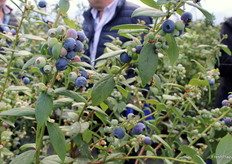 Arándanos de la variedad FCM 14-057