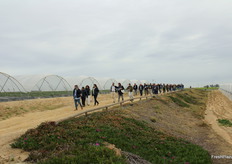 De camino hacia los invernaderos para conocer las variedades de Planasa