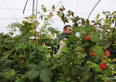 Estas selecciones destacan por ser de gran productividad, con niveles brix de 10-12 grados y una extensa shelf life