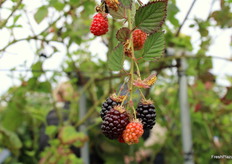 Moras sin espinas de las selecciones avanzadas de Planasa