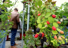 Moras sin espinas de las selecciones avanzadas de Planasa