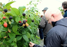 James Gregory observa las plantas de mora