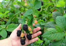 Moras sin espinas de las selecciones avanzadas de Planasa