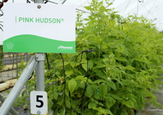 Variedad de frambuesa Pink Hudson