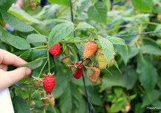 Frambuesas de las selecciones avanzadas de Planasa