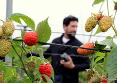 Frambuesas de las selecciones avanzadas de Planasa