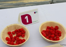 Fue muy difícil evaluar con puntuaciones bajas los parámetros de las muestras de frambuesas de la cata