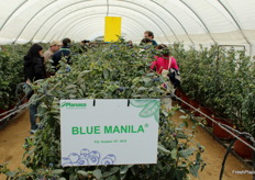 Variedad de arándano Blue Manila