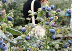 Variedad Blue Manila