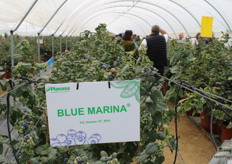 Variedad Blue Marina