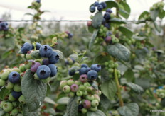 Detalle de Blue Manila