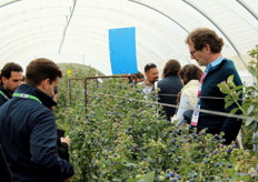 Visitantes en el invernadero de arándanos