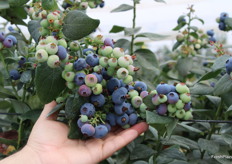 Detalle de Blue Manila