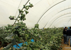 La alta cantidad de frutos por planta fue muy comentada en la visita