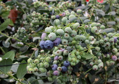 Igualmente, llamó la atención el calibre de los arándanos