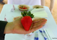 Variedad de fresa de tamaño extragrande, incluida en la cata