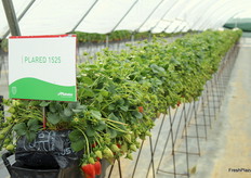 Variedad Plared 1525