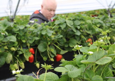 Las selecciones avanzadas en fresa, que formaron parte de la cata, atrajeron la atención de manera especial