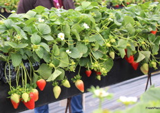 Detalle de una selección avanzada de fresa de Planasa
