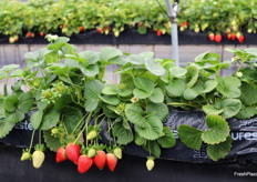 Detalle de una selección avanzada de fresa de Planasa