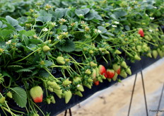 Variedad Red Samantha