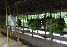 El banano de Coosemupar bajo los rangos de Chiquita está catalogado en los rangos de Chiquita en su mayoría como de segunda calidad. De acuerdo al Sr. Muñoz esto hace que la cantidad de rechazos tengan a Coosemupar al borde de la ruina.