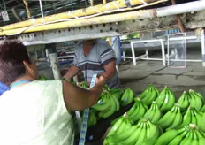 etiquetado Chiquita incluyendo el Rainforest Alliance que cada año va a hacer evaluaciones.
